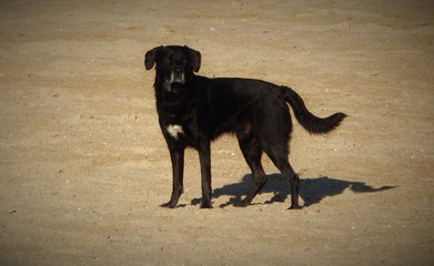 chien sur la plage