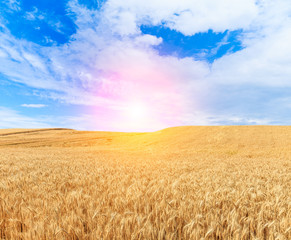 Fototapeta premium Ripe wheat field and blue sky with clouds