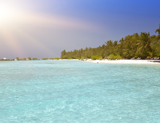 The island with palm trees in the ocean