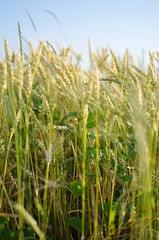 Ears of rye and wheat growing
