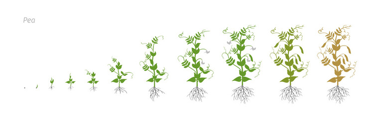 Pea Pisum sativum cultivation agriculture Growth stages vector illustration