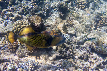 Naklejka na ściany i meble Underwater world- triggerfish (Balistidae)..