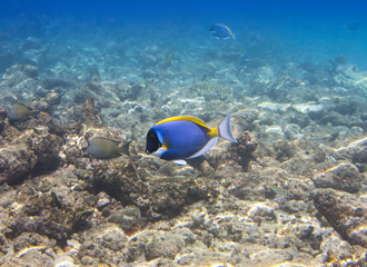 acanthurus , Powder blue tang