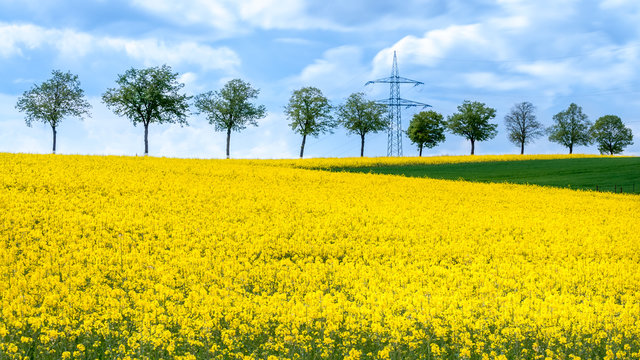 Canola field