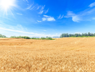 Ripe wheat field and blue sky with clouds