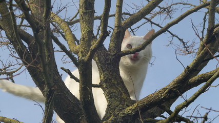 Chat blanc