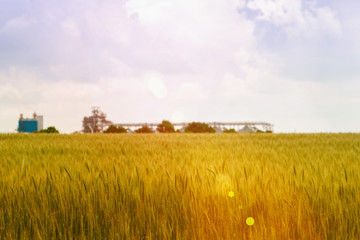 Fototapeta premium Wheat fields and elevator