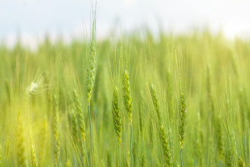 Fototapeta premium Green Wheat field