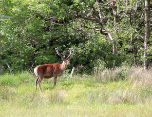 cerf  aux aguets