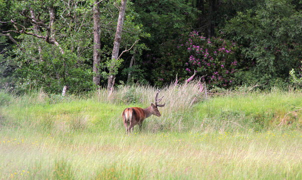 cerf au loin