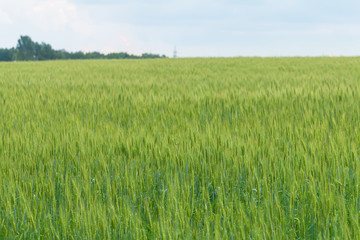 Green Wheat field