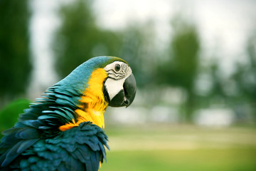 Obraz premium Close up Blue and yellow Macaw Ara ararauna head