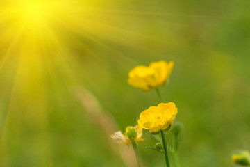 Obraz premium Yellow buttercup flowers