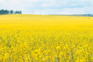Rapeseed field (Brassica napus)