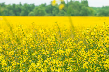 Rapeseed field (Brassica napus)