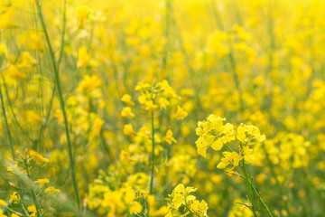 Rapeseed field (Brassica napus)
