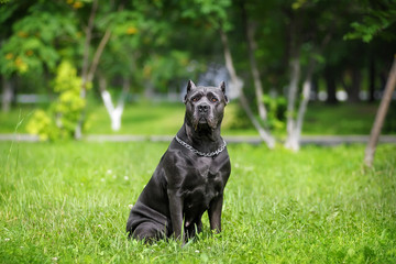 portrait silver Italian cane Corso in the Park on the green lawn. Strength, power, muscle, dog