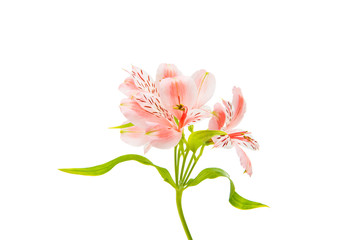 Alstroemeria isolated