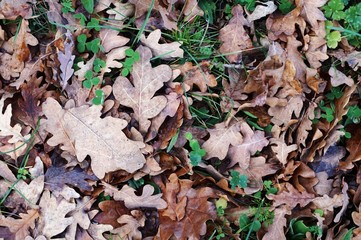 Paysages et faune