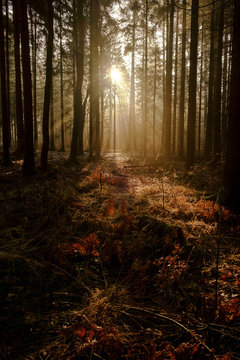 Autumn sunlight in the woods.