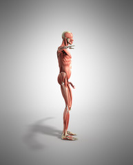 Human Muscle Anatomy 3d render on grey