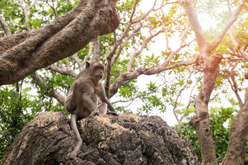 Fototapeta premium single monkey sit on rock in Thailand tropical forest with copy space