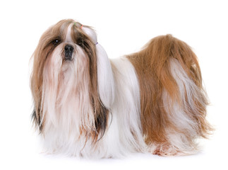 shihtzu in studio