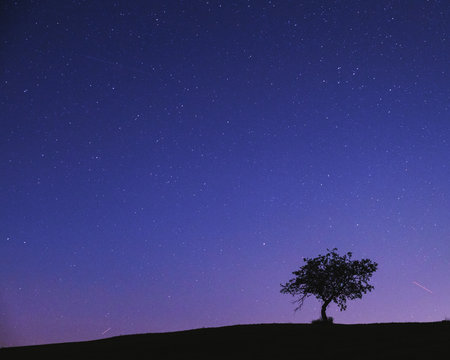 Apple Tree On Stary Night.