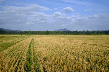 A freshly cut field of wheat