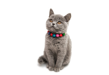 Fototapeta premium Gray kitten isolated