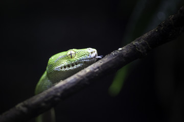 Green tree python snake climbing a branch with dark background