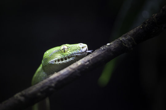Green tree python snake climbing a branch with dark background