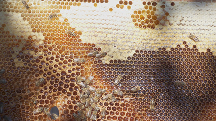Bees honeycomb with honey, perga and honey bees.