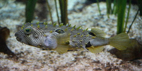 Striped Burrfish are Found in Chesapeake Bay in Virginia
