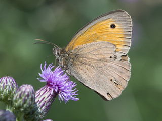 Ein Schmetterling (Ochsenauge) sitzt an einer Distelblüte.