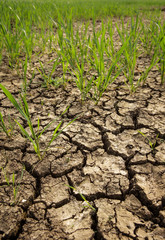 close up of grass