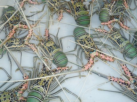 Langoustes