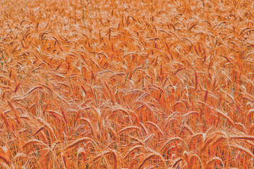 Bright colorful golden rye spikelets, harvest backdrop. Field of ripe yellow cereals, closeup view.
