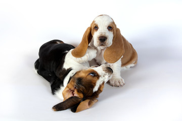 Two basset hound puppies playing on white background