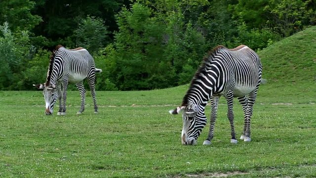 Gr&eacute;vy's zebra (lat. Equus grevyi). Largest extant wild equid and the largest and most threatened of the three species of zebra.