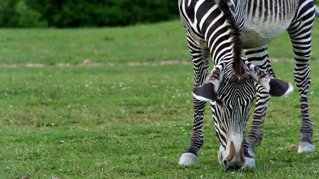 Gr&eacute;vy's zebra (lat. Equus grevyi). Largest extant wild equid and the largest and most threatened of the three species of zebra.