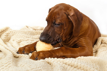 Puppy Rhodesian ridzhback plays a ball of thread