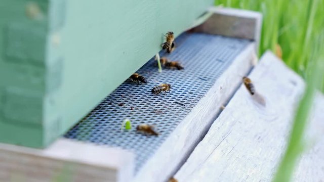 Footage of honey bees going in and out of the hive.