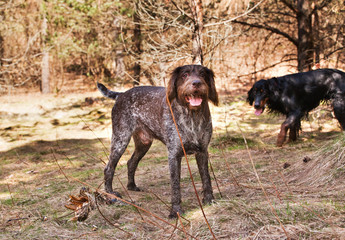 Hunting dogs Drathaar and Gordon Setter in a spring forest
