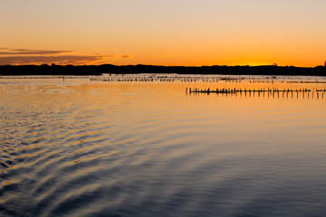 Naklejka premium Oyster Farm Beds silhouetted at sunset