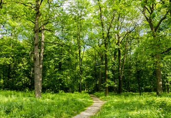 Fototapeta na wymiar Path in the forest in summer