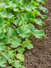 Leaves of a cucumber in a garden in a vegetable garden. The concept of gardening