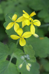 Gelbe Blüte des Schöllkraut  (Chelidonium majus)