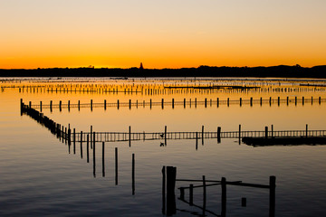 Obraz premium Oyster Farm Beds silhouetted at sunset