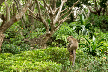 Fototapeta na wymiar single monkey sit on stump in Thailand tropical forest with copy space